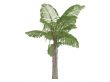 Giant Mountain Fishtail Palm or Caryota gigas