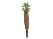 Desert Fan Palm or Washingtonia filifera