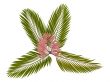 Red leaf Palm or Chambeyronia macrocarpa