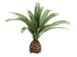 Date Palm or Phoenix canariensis