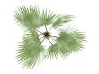 Zombie Palm or Zombia antillarum