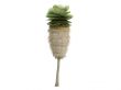 Petticoat Palm or Copernicia macroglossa