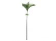 Joannis Palm or Veitchia joannis