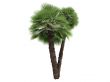 European Fan Palm or Chamaerops humilis