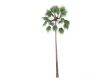 Livistona Palm or Livistona merrillii
