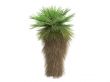 Desert Fan Palm or Washingtonia filifera