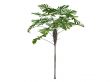 Australian Fan Palm or Licuala ramsayi