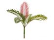 Red leaf Palm or Chambeyronia macrocarpa