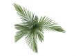Joannis Palm or Veitchia joannis