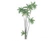 Nibung Palm or Oncosperma tigillarium