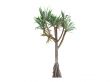 Common Screwpine or Pandanus utilis