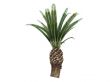 Date Palm or Phoenix canariensis