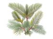 Lipstick Palm or Cyrtostachys renda
