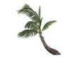 Coconut or Cocos nucifera
