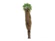 Desert Fan Palm or Washingtonia filifera