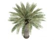 Chilean Wine Palm or Jubaea chilensis
