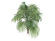 Zombie Palm or Zombia antillarum