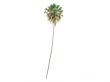 Taraw Palm or Livistona Saribus