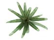 Date Palm or Phoenix canariensis