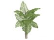 Giant Mountain Fishtail Palm or Caryota gigas
