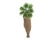 Desert Fan Palm or Washingtonia filifera