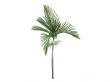 Joannis Palm or Veitchia joannis