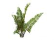Rafia Palm or Raphia farinifera