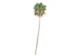Taraw Palm or Livistona Saribus