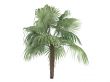 Zombie Palm or Zombia antillarum