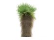 Desert Fan Palm or Washingtonia filifera