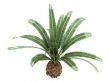 Date Palm or Phoenix canariensis