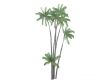 Nibung Palm or Oncosperma tigillarium