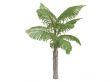 Giant Mountain Fishtail Palm or Caryota gigas
