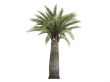 Chilean Wine Palm or Jubaea chilensis