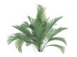 Cat Palm or Chamaedorea cataractum
