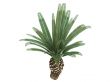 Date Palm or Phoenix canariensis