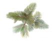 Lipstick Palm or Cyrtostachys renda