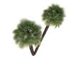 European Fan Palm or Chamaerops humilis