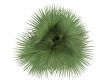 Desert Fan Palm or Washingtonia filifera