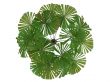 Australian Fan Palm or Licuala ramsayi