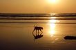 Stray Dog On The Beach