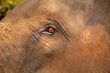 Elephant’s Eye