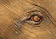Calf Elephant`s Crying Eye