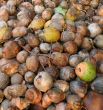 Closeup Coconuts