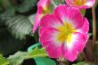 Purple Flower