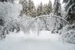 Beautiful winter forest