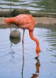 Red flamingo