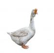 White goose