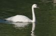 Swimming swan