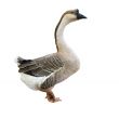 Gray goose